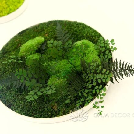 Lygios-samanos-augalų-paveikslas-su-kupsteliais
