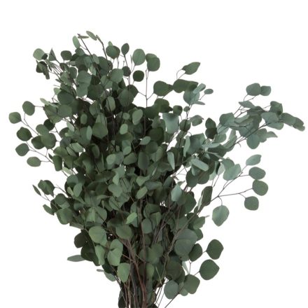 POP0104-2-eucalipto
